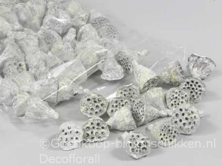 Lotus Mini White Wash 2–4 cm ca. 100 stuks