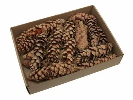 Dennenappel STROBUS Grote dennenappel Naturel 20-25cm 15st