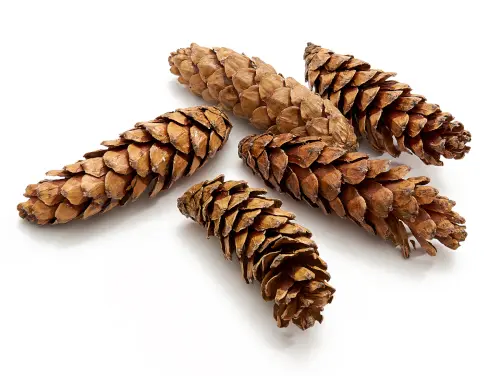 Dennenappel STROBUS Grote dennenappel Gelakt 15 cm Zak 50