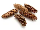 Dennenappel STROBUS Grote dennenappel Gelakt 15 cm Zak 50