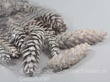 Dennenappel STROBUS Grote dennenappel White wash 20-25cm Zak25