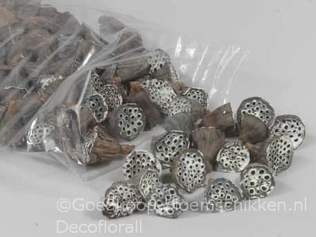 Lotus Mini White Tip 2–4 cm ca. 100 stuks