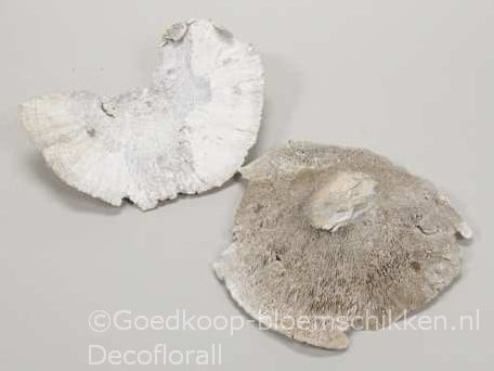 Elfenbankje Sponge Mushroom Groot Whitewash 18-25 cm ca. 500 gr