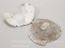 Elfenbankje Sponge Mushroom Groot Whitewash 18-25 cm ca. 500 gr