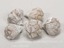 Kiyafruit White Wash Noten 300 gram