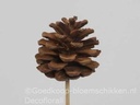 Dennenappels op draad/stick Grootverpakking Cinnamon doos ca. 600st Bulk