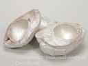 Kokosnoot White Pearl halve 13-16 cm zak 3 stuks