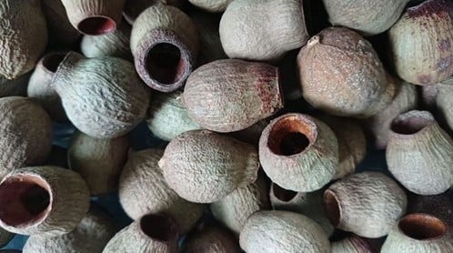 Eucalyptus Bells Zaaddozen Los ca. 1 kilo