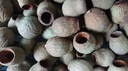 Eucalyptus Bells Zaaddozen Los ca. 1 kilo