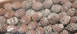 Leucadendron Murri Denneappel op draad zak ca. 100 stuks