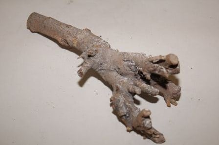 Kuwa Root stronk 25-30cm Greywash  