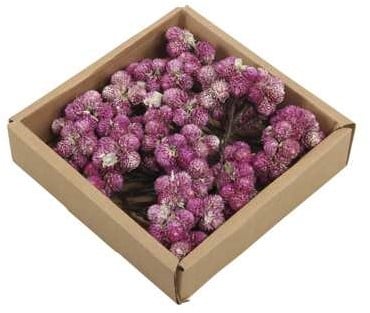 Daisy Possy op draad White Wash Purple doos 50 stuks