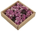 Daisy Possy op draad White Wash Purple doos 50 stuks