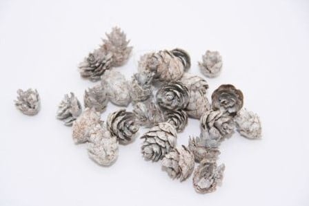 Omorica cone kleine dennenappeltjes White Baby Spruce 2–3 cm 150 gram