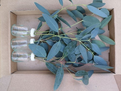 Glas 3 flesjes bloemen Eucalyptus in doosje