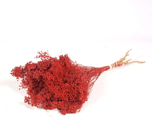 Broom bloom Rood bundel