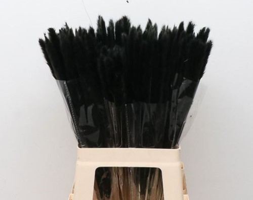 Dried Pampas Fluffy Antraciet 50-70 gr