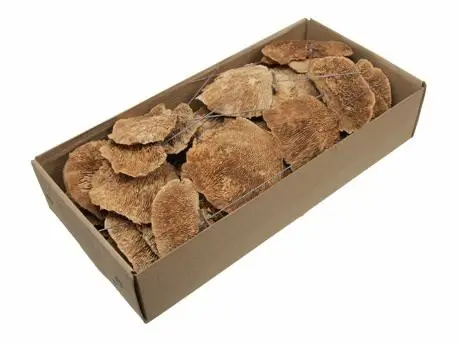 Elfenbankje Naturel ca. 40 stuks op draad