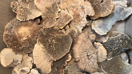 Elfenbankje Zak Naturel ca. 300 gr