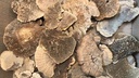 Elfenbankje Zak Naturel ca. 300 gr