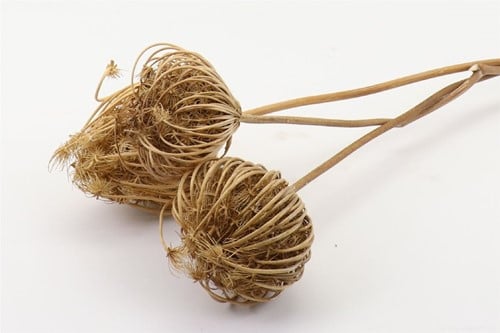 Dill Anethum droogbloemen Bundel 3pc L50.0