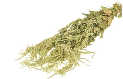 Amaranthus Caudatus Groen Hangende Kattenstaart in hoes