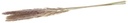 Pampas Grass Jaxx Natural 65-75 cm 6 stuks