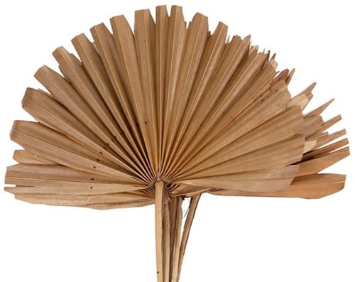 Sun Spear palmspear groot blad Naturel 37×56 cm 10 stuks