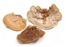 Elfenbankje Sponge Mushroom 5-15 cm ca. 250 gr