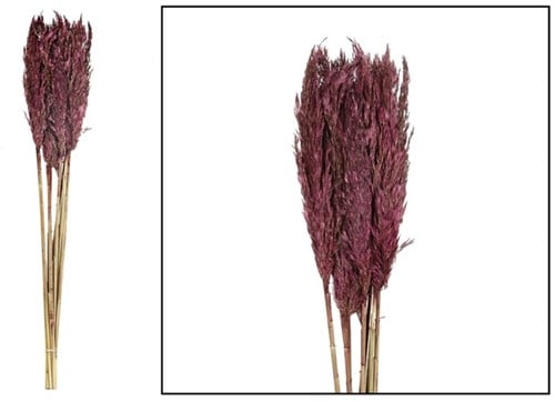Graspluimen Plume reed long Burgundy 105 gram