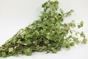 Berkenblad bundel Groen ca. 80 cm