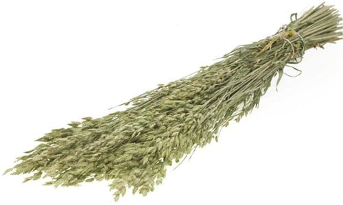 Bromus Secalinus SB Natural Groen droogbloemen