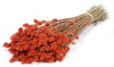 Phalaris Burnt Orange droogbloemen