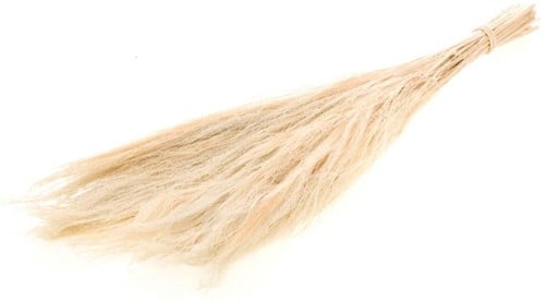 Broom Grass Bleached graspluimen ca. 65 cm 100 gram