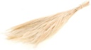 Broom Grass Bleached graspluimen ca. 65 cm 100 gram