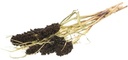Sorghum SB aren pluimen Natural Brown
