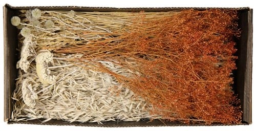 Droogbloempakket Dried flowers mix tray White Blue 