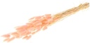 Lagurus Ovatus Pluimgras Graspluimen Soft Pink Roze 60 cm 50 gram bundel