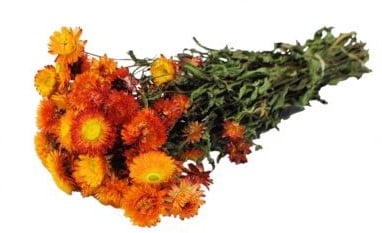Helichrysum droogbloemen Oranje bundel