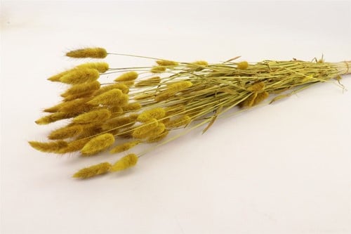 Lagurus Ovatus Pluimgras Graspluimen in hoes Geel 100 gram 
