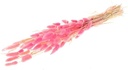 Lagurus Ovatus Pluimgras Graspluimen in hoes Cerise 60 cm 50 gram