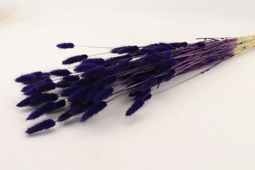 Lagurus Ovatus Pluimgras Graspluimen in hoes Violet 100 gram