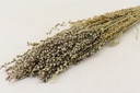 Briza Minima in hoes bundel ca. 70 cm