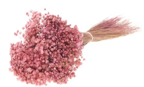 Marcela Pink bundel kleine droogbloem