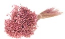 Marcela Pink bundel kleine droogbloem