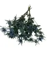 Eryngium Blue Star Natural Blue Distelbloemen bundel 10