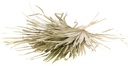 Palm Sun Big Chamaerops Natural 10 stuks