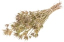 Nigella Orientalis SB Naturel Groen 