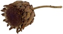 Artisjok gedroogd bundel 5 stuks