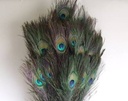 Pauw Veren Peacock Feather Natural Lang per stuk